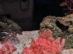 -暹罗海洋世界