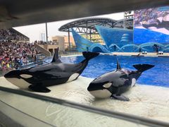 -上海海昌海洋公园
