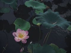 -黄兴公园