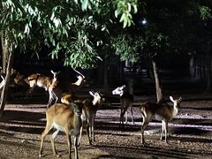 -清迈夜间动物园