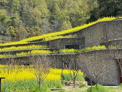 -桑洲油菜花景区