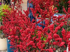 -溪岸路花鸟市场