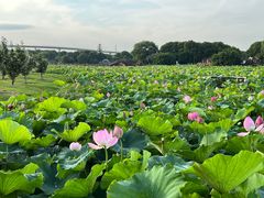 -荷塘月色湿地公园·向阳花洲