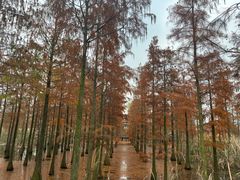 -池杉湖湿地公园