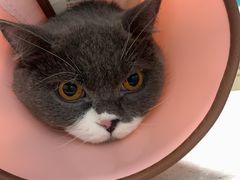 -乐派堂宠物医院·猫友好· 心脏科(东街店)