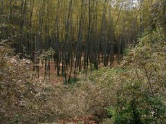 -潘玉麟糖粥