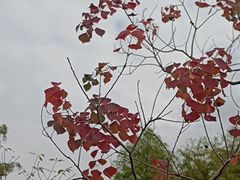 -东平国家森林公园