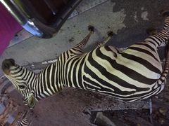 iphone_upload_pic-清迈夜间动物园