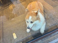 -肥朵食堂(带梦胡同店)