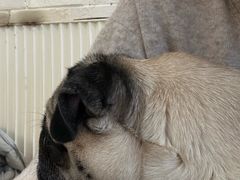 -Dal Cuore 达可芮冰淇淋(陕西北路店)