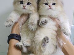 -lincat·猫舍(广州店)