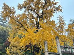 -金典银峰老鹅馆·昆山菜(亭林公园店)