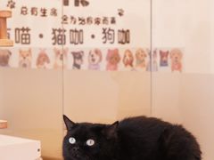 -有喵·猫咖·狗咖·30几只猫10只小狗(岗厦店)