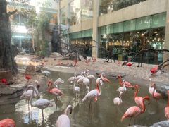 -白虎自助餐厅·真老虎·景观自助餐厅(广州长隆酒店)