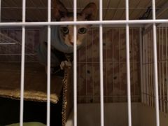 -猫色咖啡·猫咖