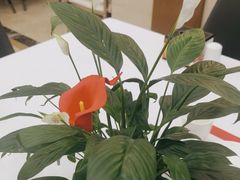 -红菜坊·烤鸭·川鲁宴(石园店)