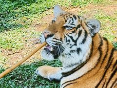 -清迈夜间动物园