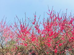 -桃花岭景区