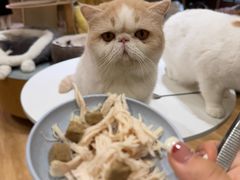 -滚猫咖啡·猫咖·猫友好撸猫(未来城店)