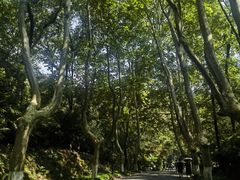 -灵谷景区