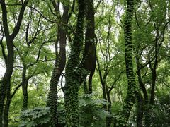 -上海共青森林公园