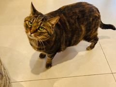 -关爱宠物医院·猫科中心·消化科(滨湖万达分院)