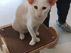-飞行喵MR PILOT|猫舍·猫咖(静安大融城店)