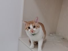 -汪喵宠物医院·骨科心脏影像·犬猫急重症ICU诊疗中心(成华分院)