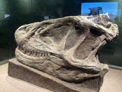 -自贡恐龙博物馆