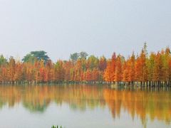 -白鹭湾湿地公园