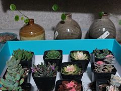 -龙大花卉苗木市场