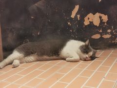 -猫咪博物馆(顶澳仔猫街店)