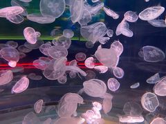 -上海海昌海洋公园