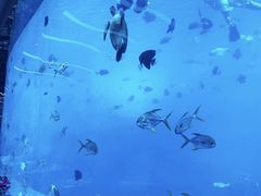 -亚龙湾海底世界
