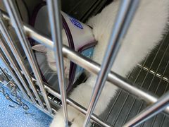 -创凡宠物医院·骨专科  猫科中心(西乡分院)