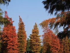 -飞来湖湿地公园