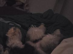 -翊宠yipet猫狗购宠庄园犬舍•猫舍