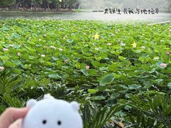 -荔湾湖公园