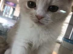 -秀猫阁·猫咪花园(万达店)