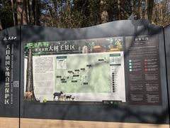 -天目山大树王景区