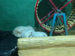 -大连圣亚海洋世界
