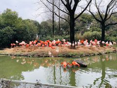 -上海野生动物园