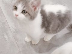 -楼上猫咖(罗湖店)