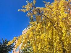 -北京市海淀外国语实验学校