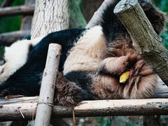-成都大熊猫繁育研究基地
