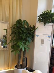 -妍理·植物养发