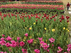 -杭州湾海上花田景区