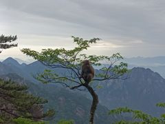 -黄山风景区
