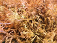 -三圣花乡旅游区