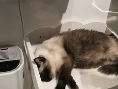 -喵喵咪呀布偶猫咖(春熙路店)